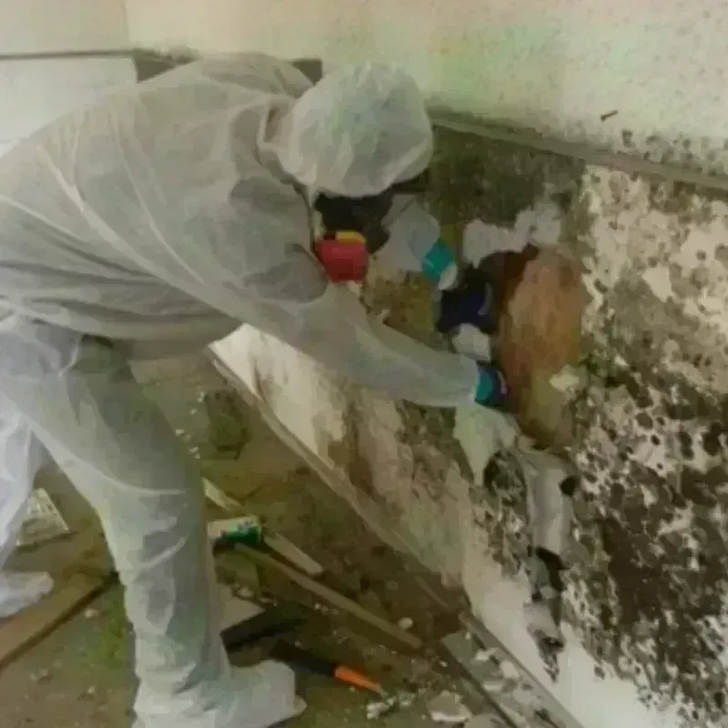 Mold Remediation and Removal in South San Jose Hills, CA